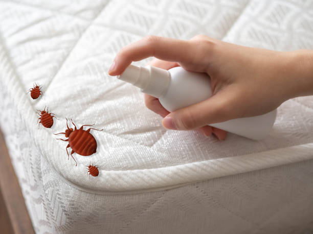 Best Affordable Pest Control Services  in Elverta, CA